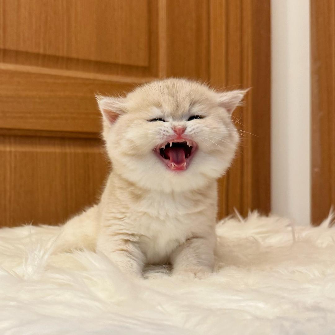 七月的渐层稀有色