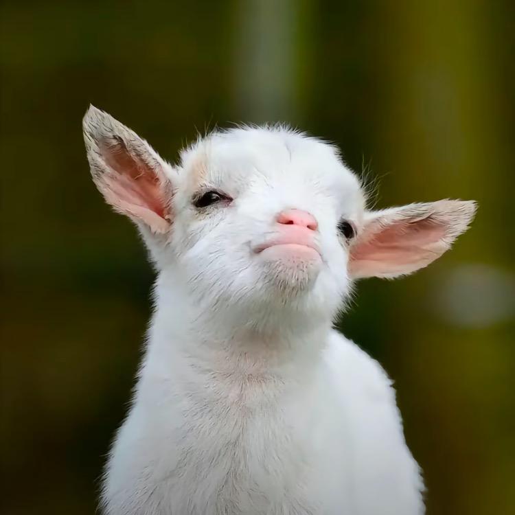 7祁七只羊🐑