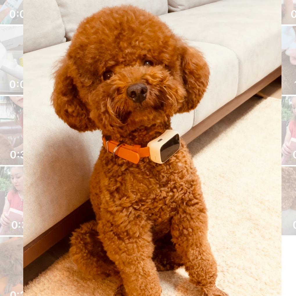 小富贵会叫妈妈