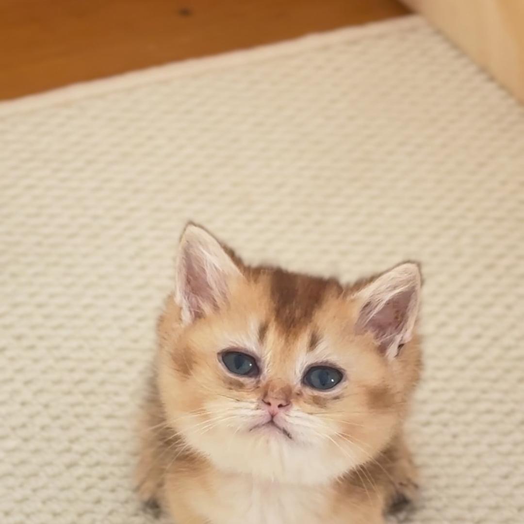 兜有猫宠物严选店