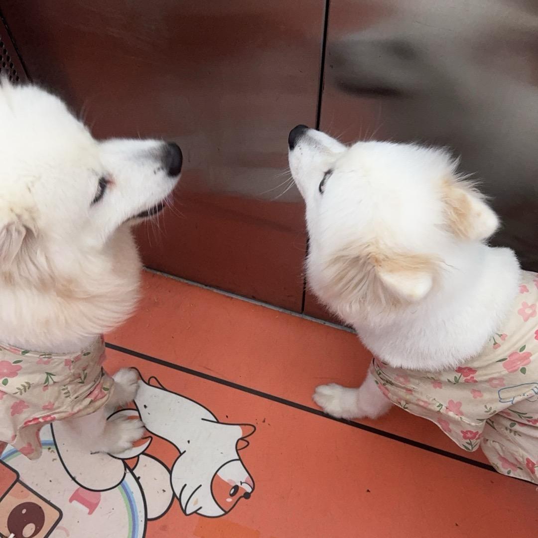 杠精卡五星🔥（赶本版）