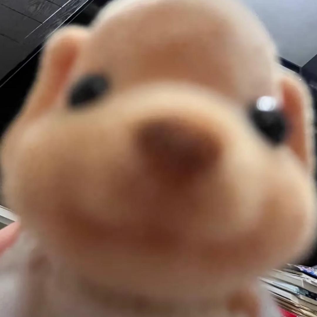 小L.