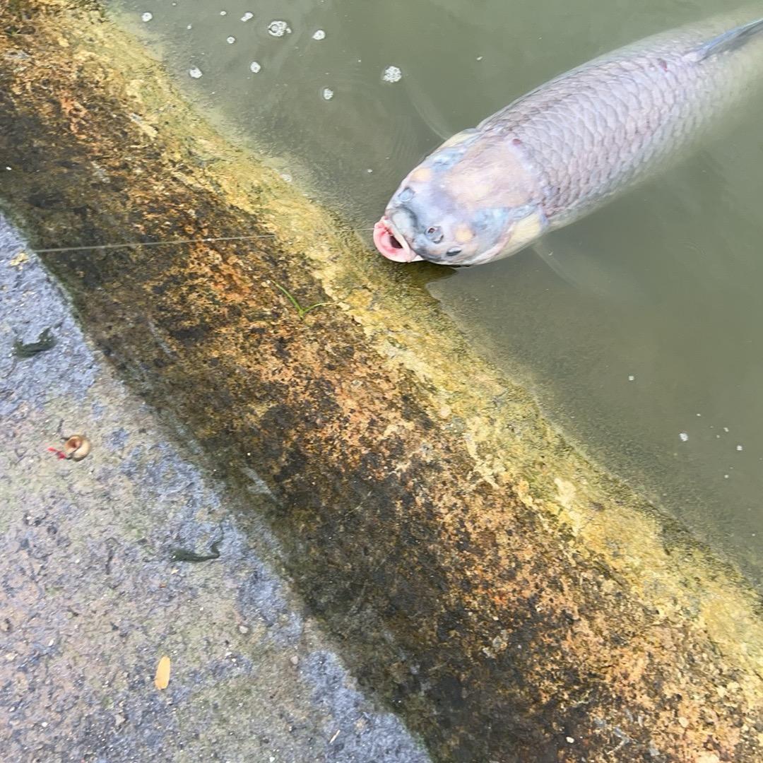 啊飞钓大物（鹏飞大物）