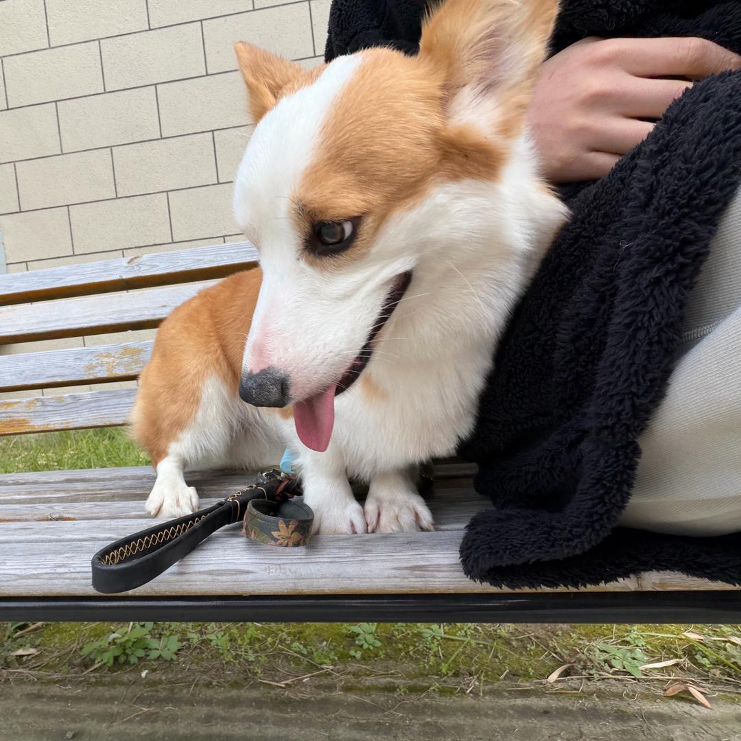 饼干ᐝ