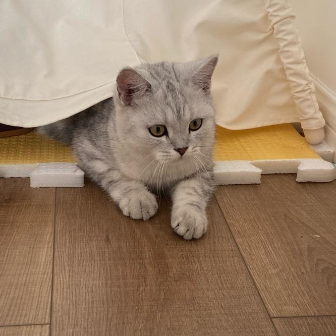 毛背心