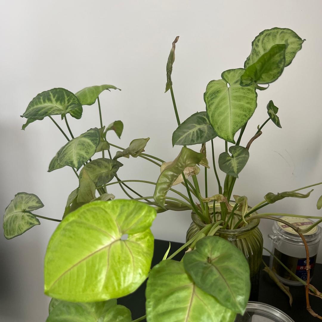 一建机电学习@棋搭子