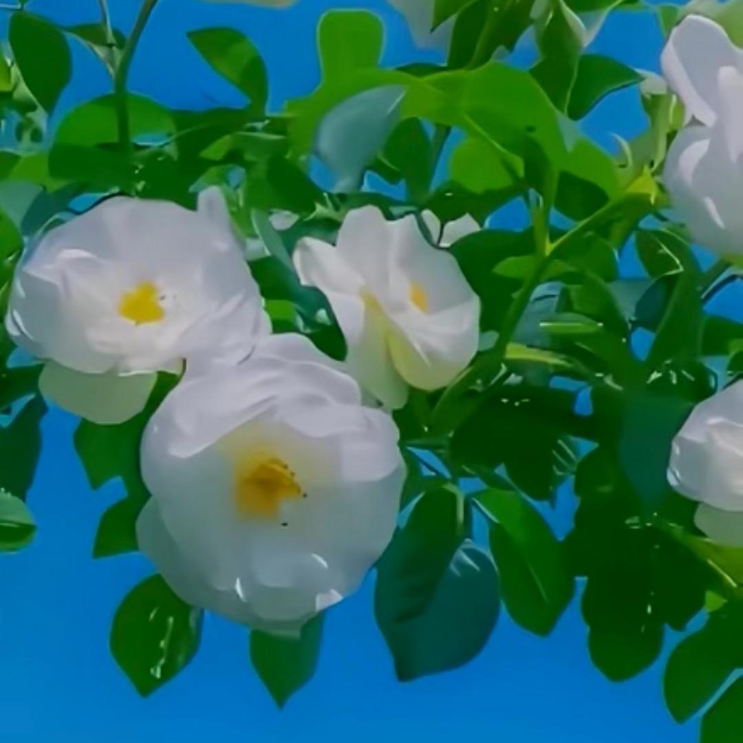 向阳的🌻
