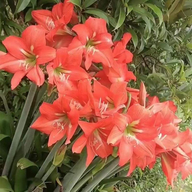 我要一盆小红花