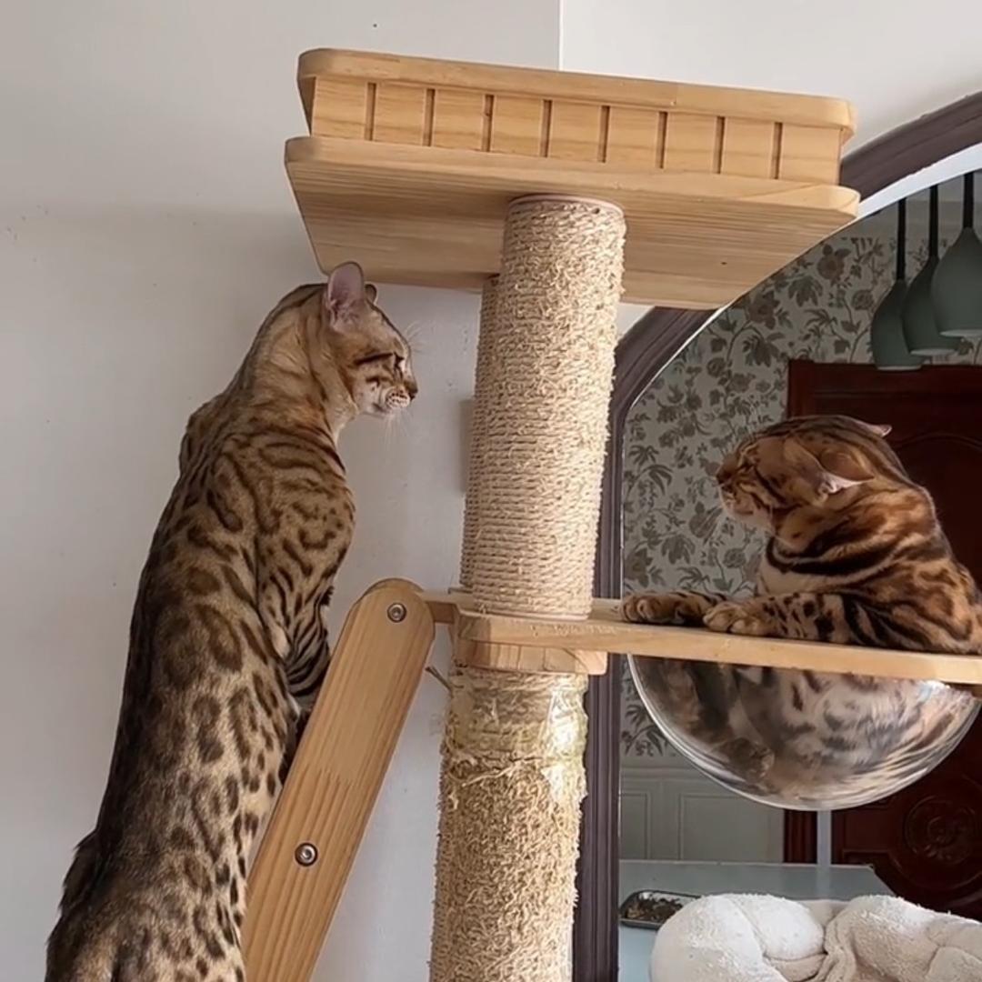 哈尔滨孟加拉豹猫