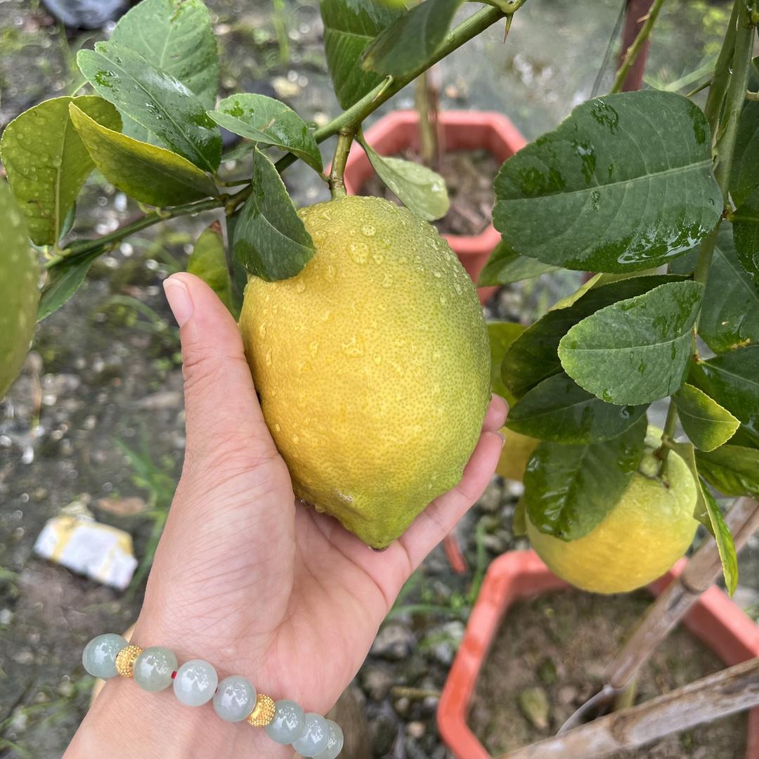 云缘果树苗木旗舰店