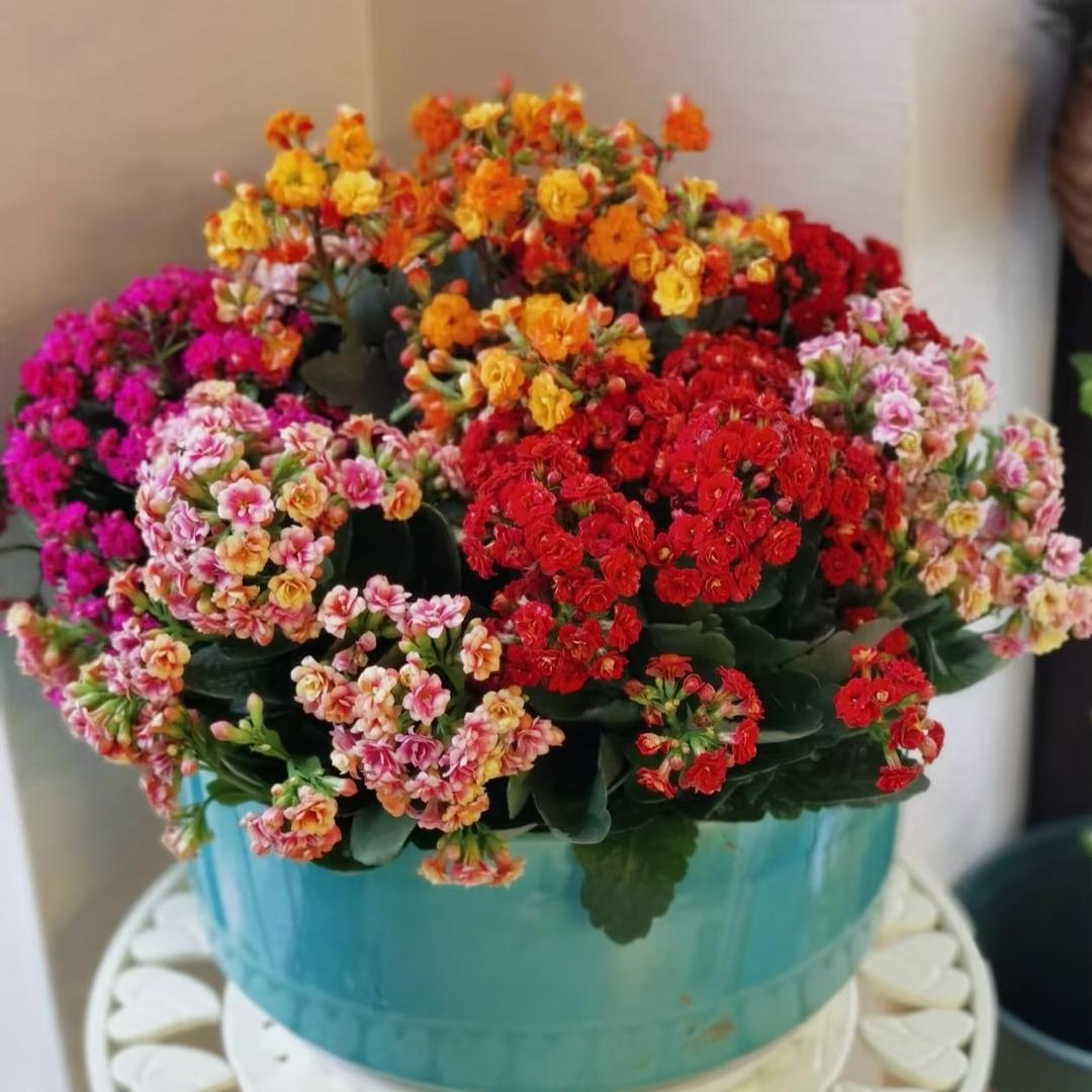 高高花卉园艺