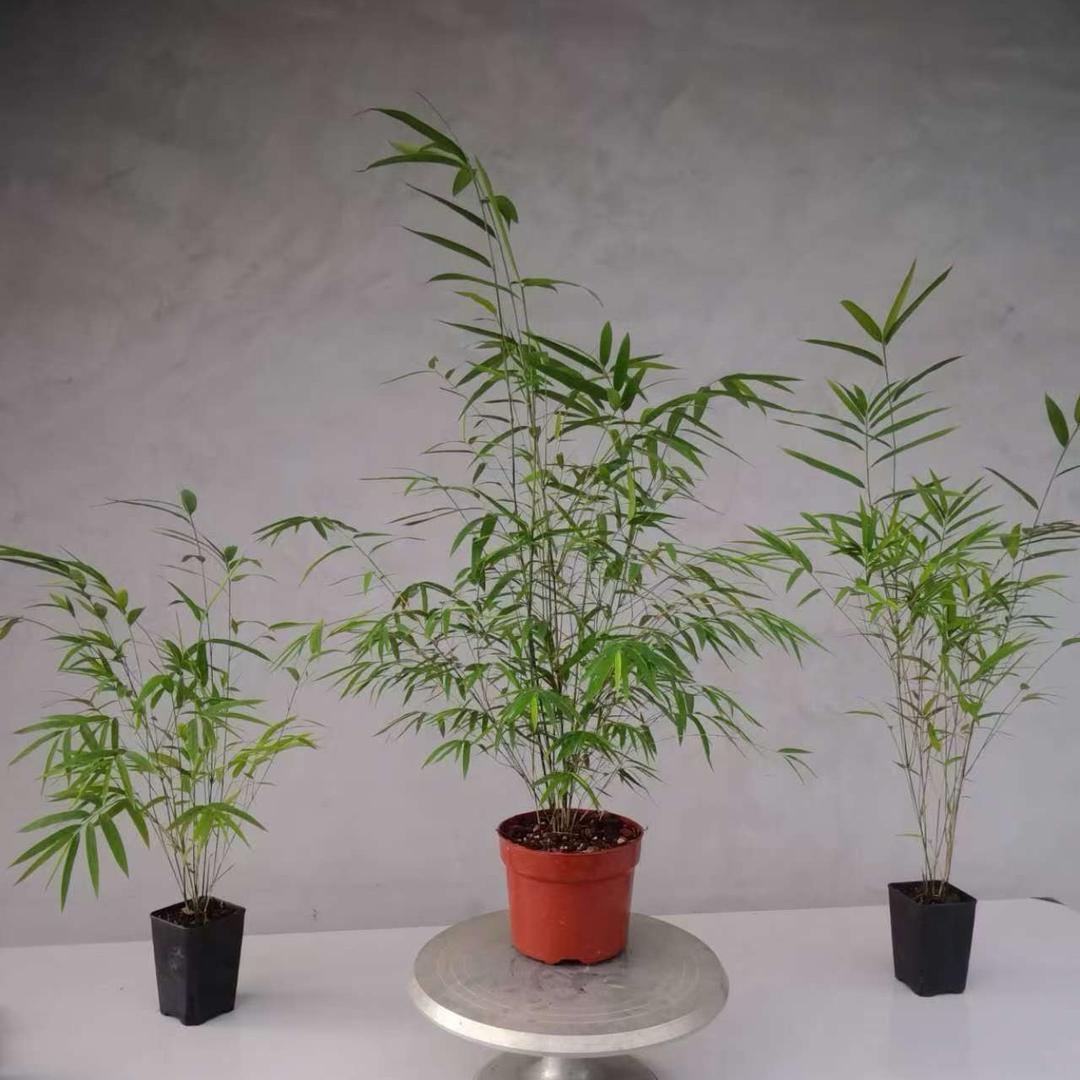 桀婧花卉