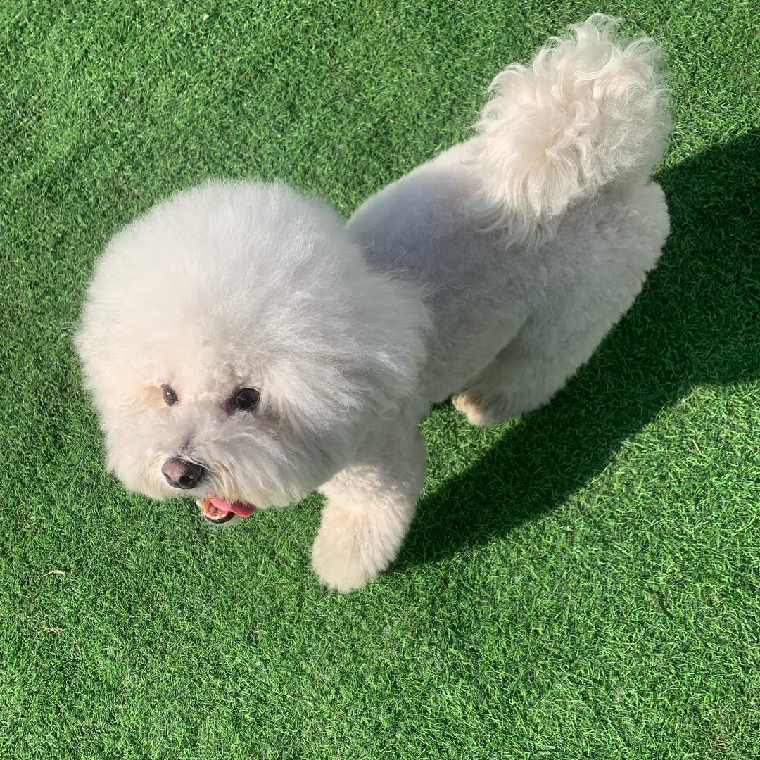 邢台糖糖宠物寄养乐园-小糖