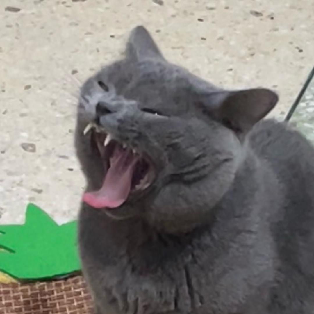 xxmi