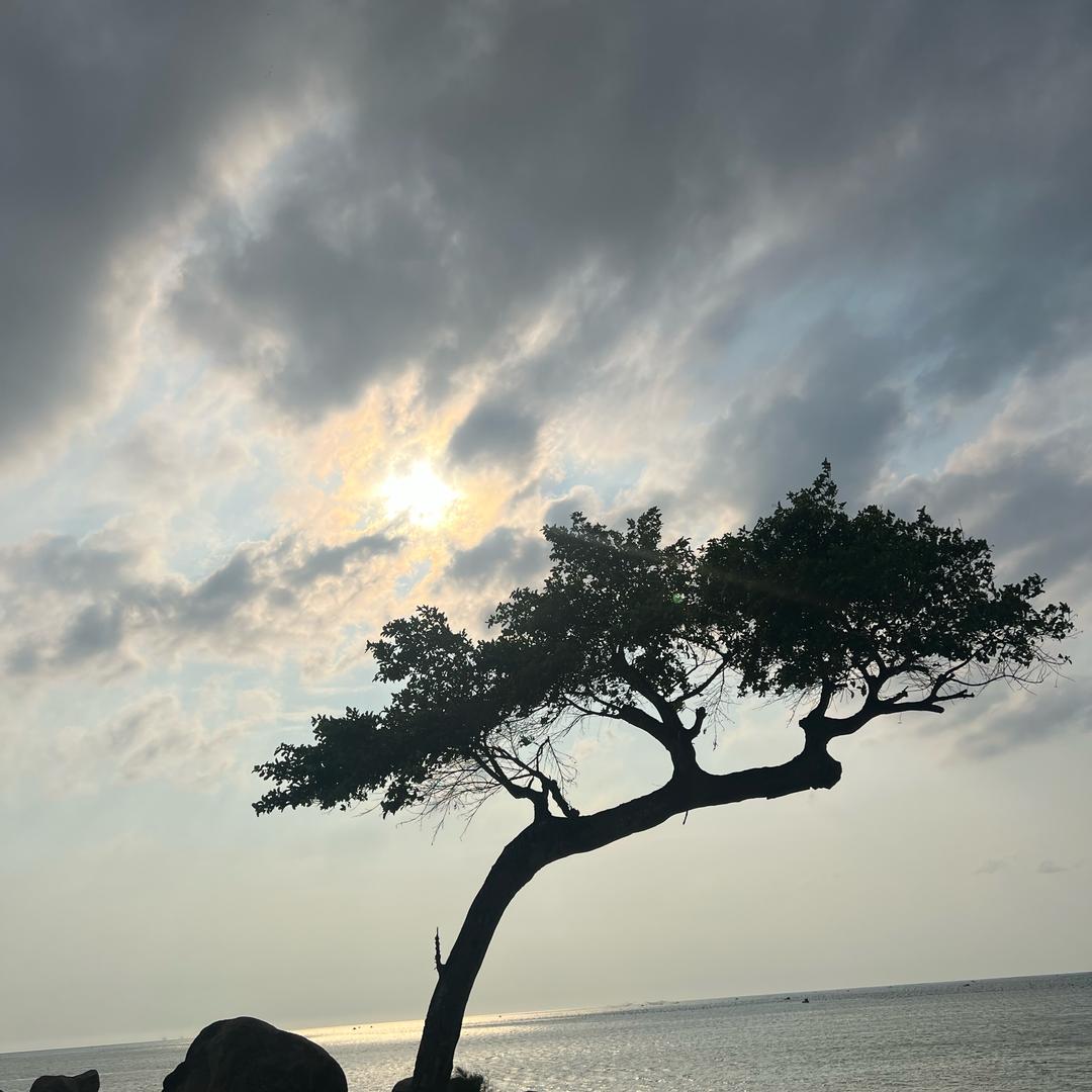 王小黑