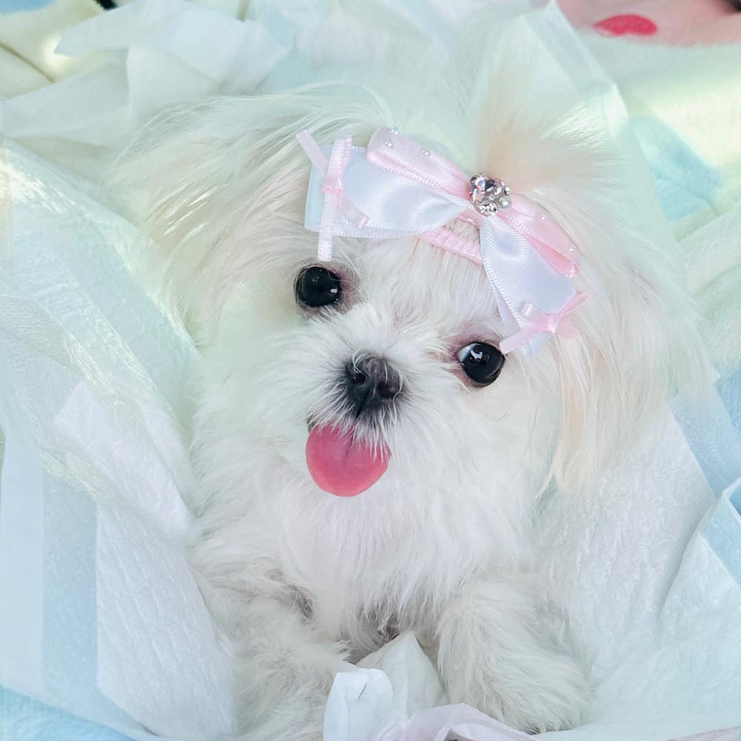 小耿.