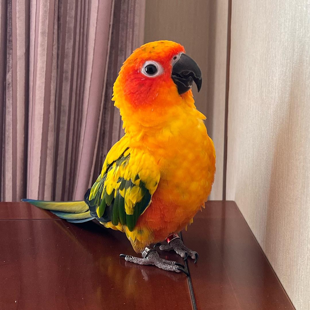 🍵大红袍巧克力🍫