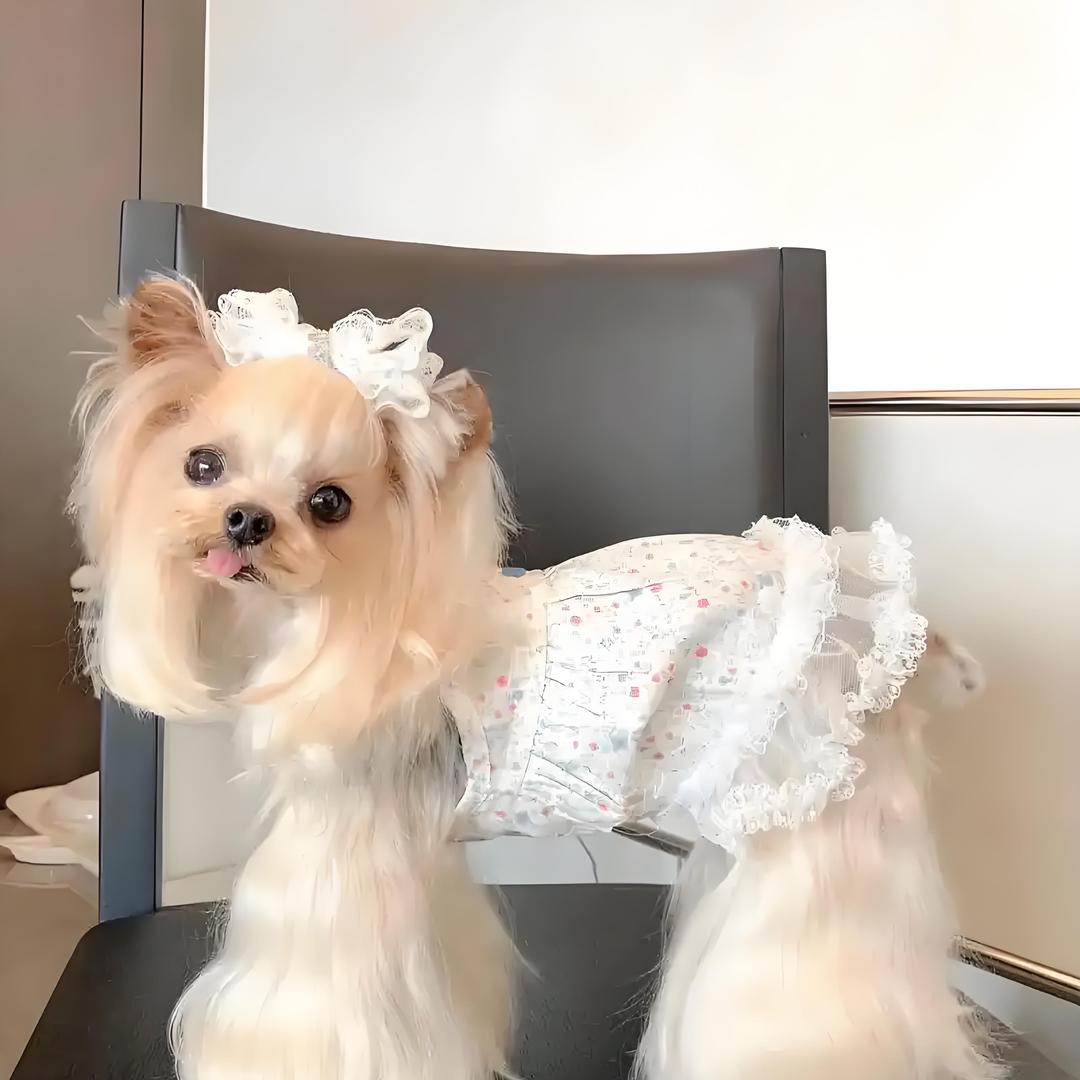 喵居·大自燃宠物乐园