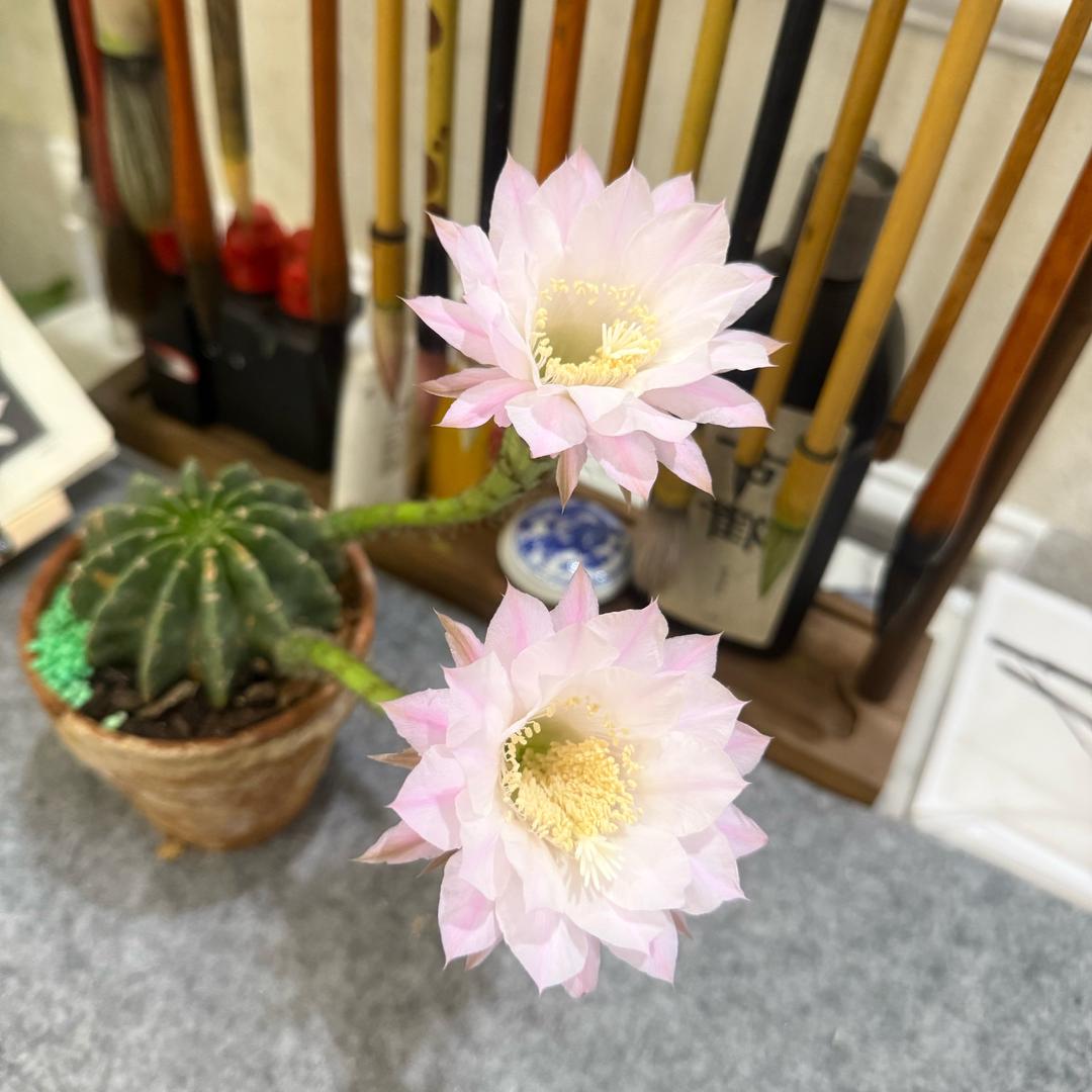 国画书法（硬笔字，毛笔字楷书）！