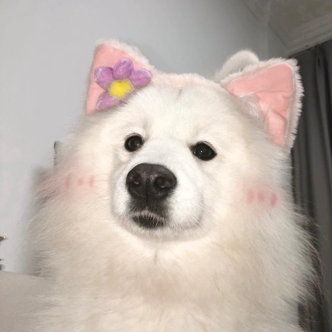 吉吉日记