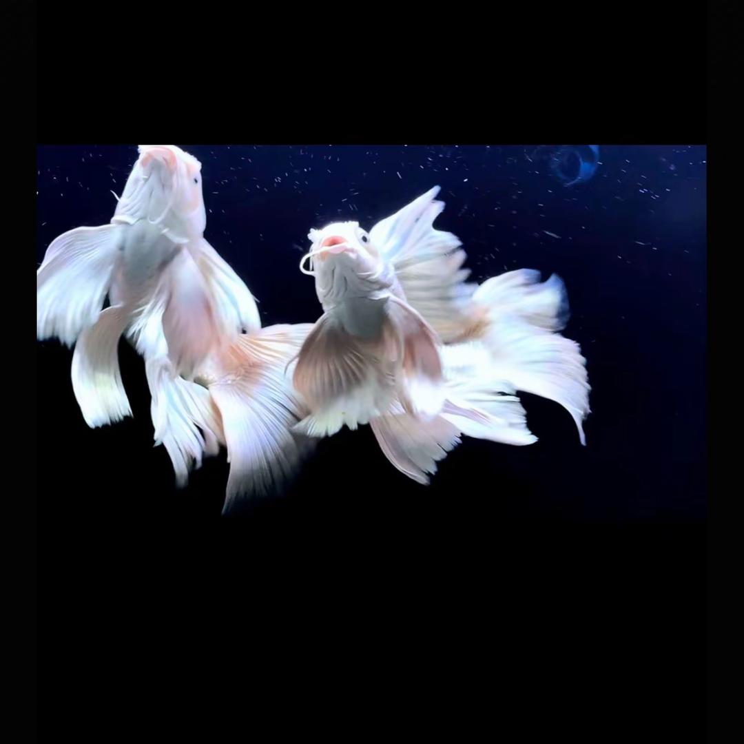 浩渺蝴蝶鲤观赏鱼