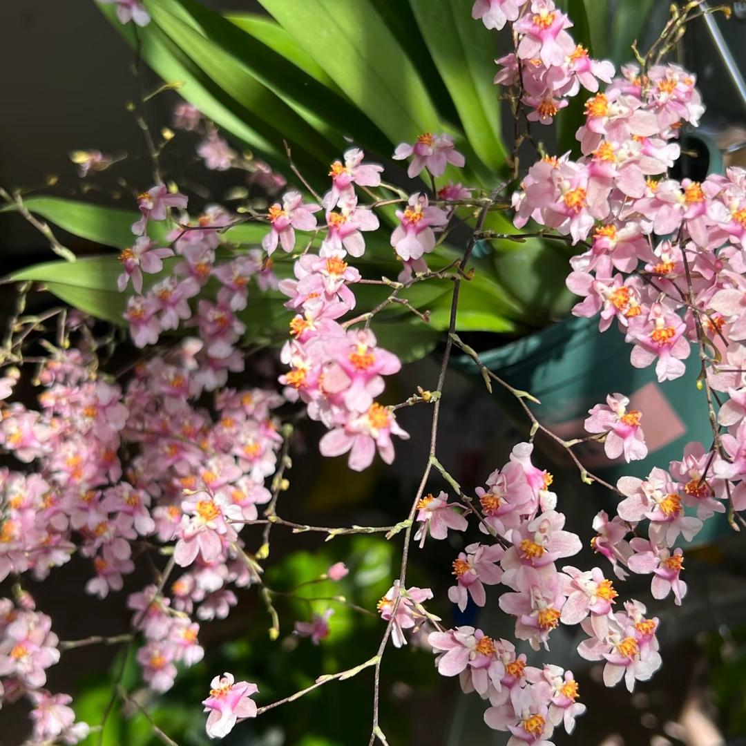 花枝屿花卉