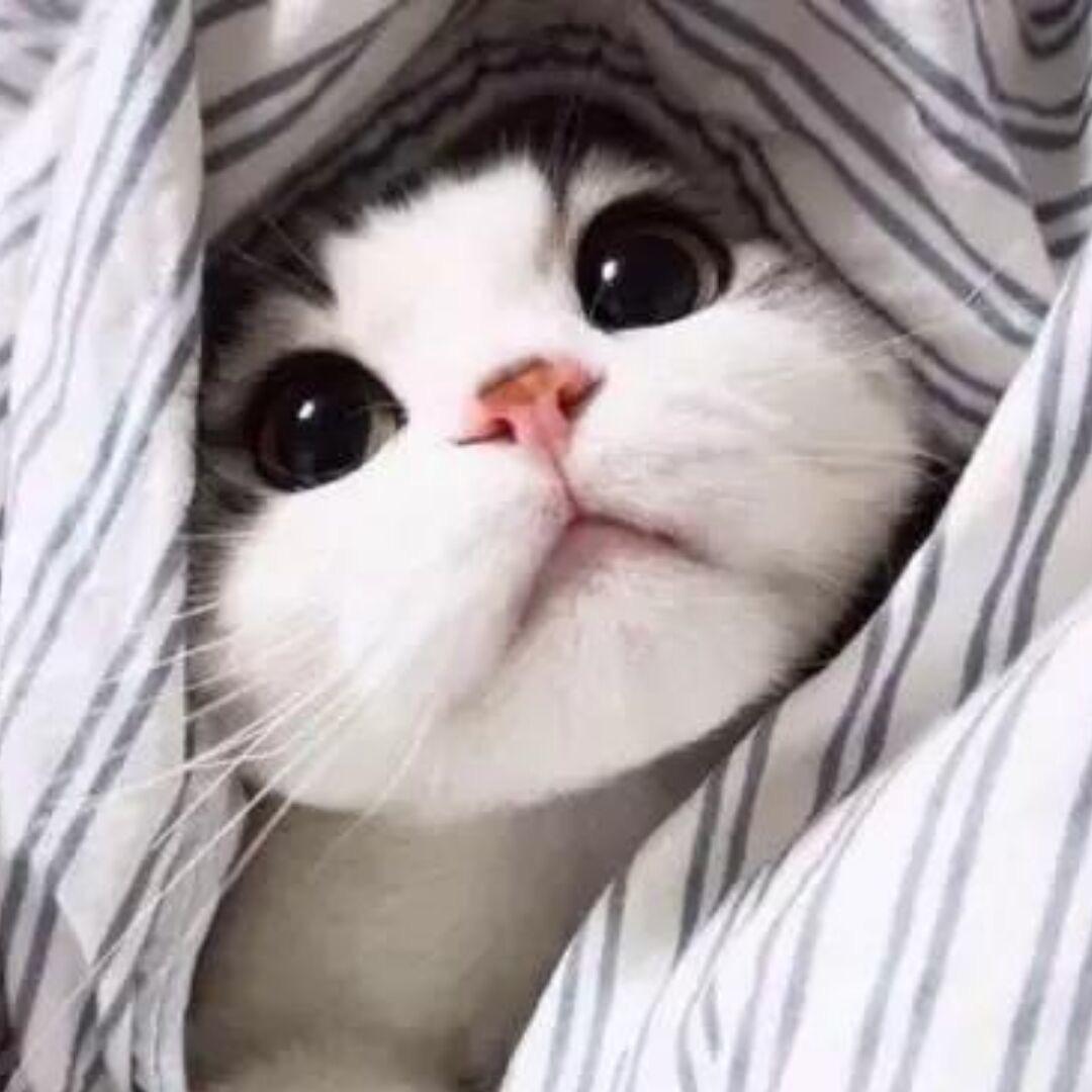 森