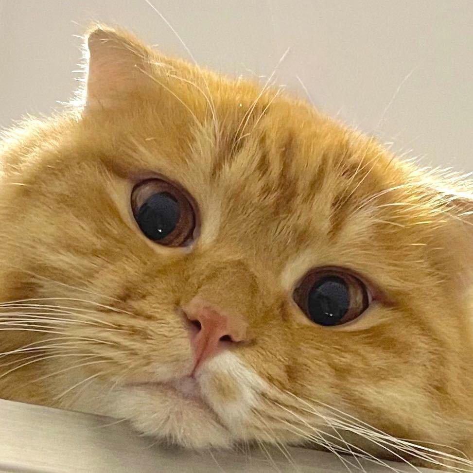 QINGGUGU的猫圈