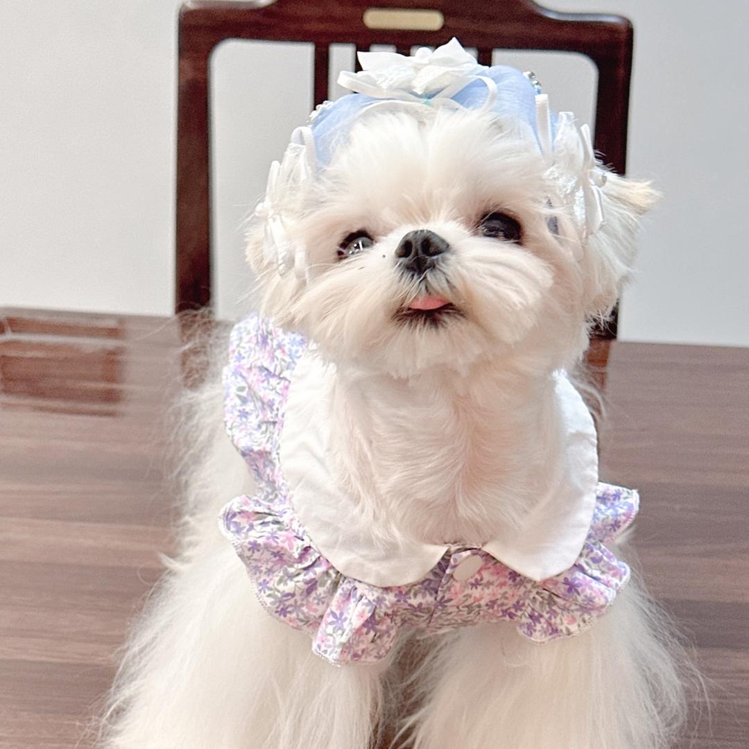 诗语马尔济斯犬舍