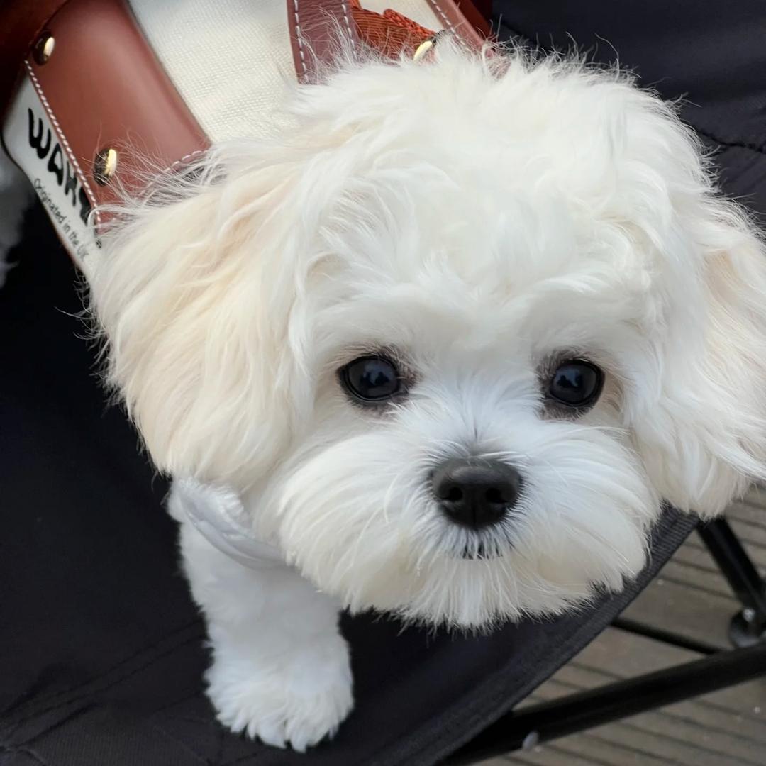 🧡ྀི喜崽&可爱