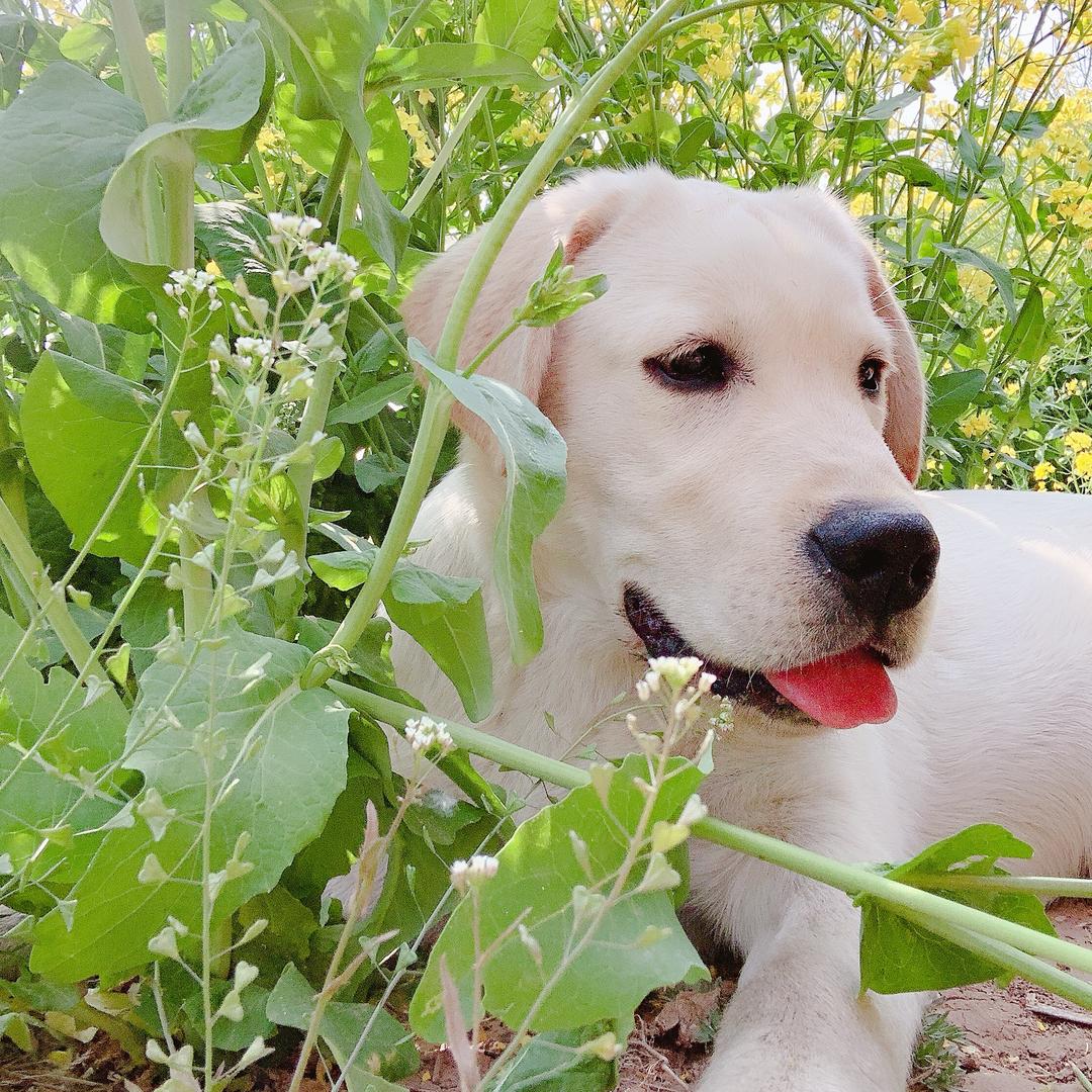 拉布拉猪 八戒的日常