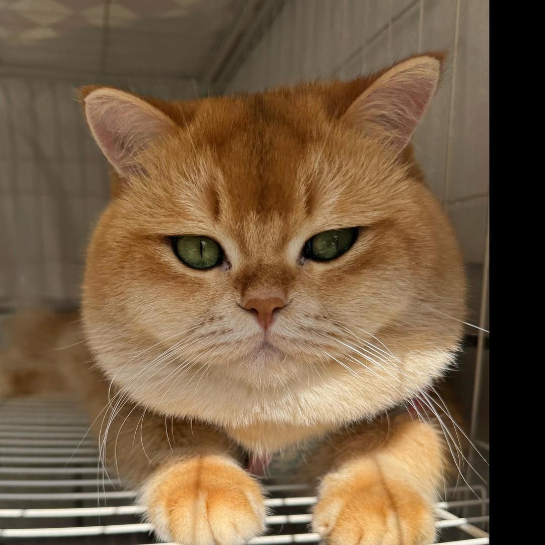 咖啡☕️不加糖