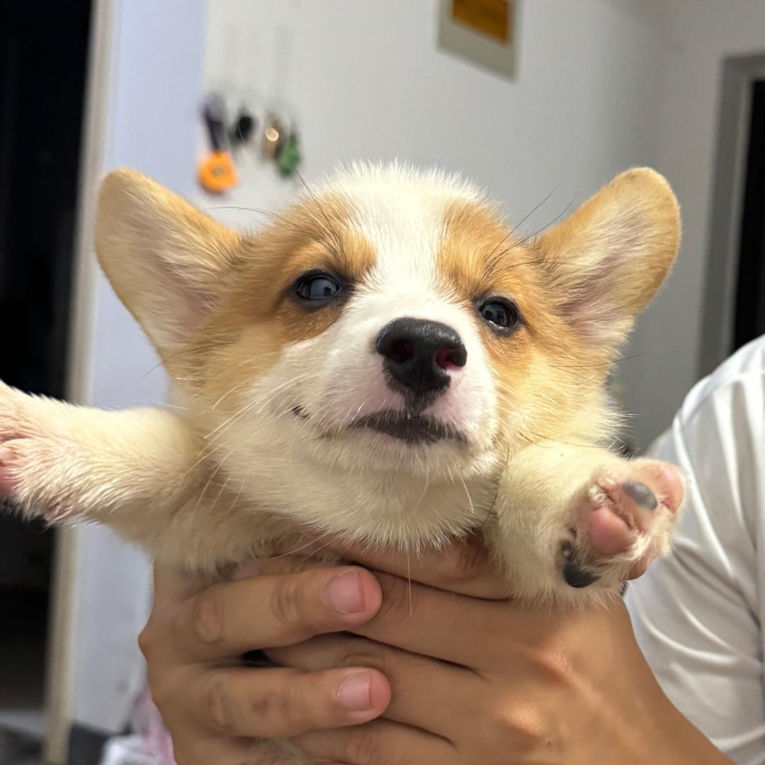 叮铛～乐宝