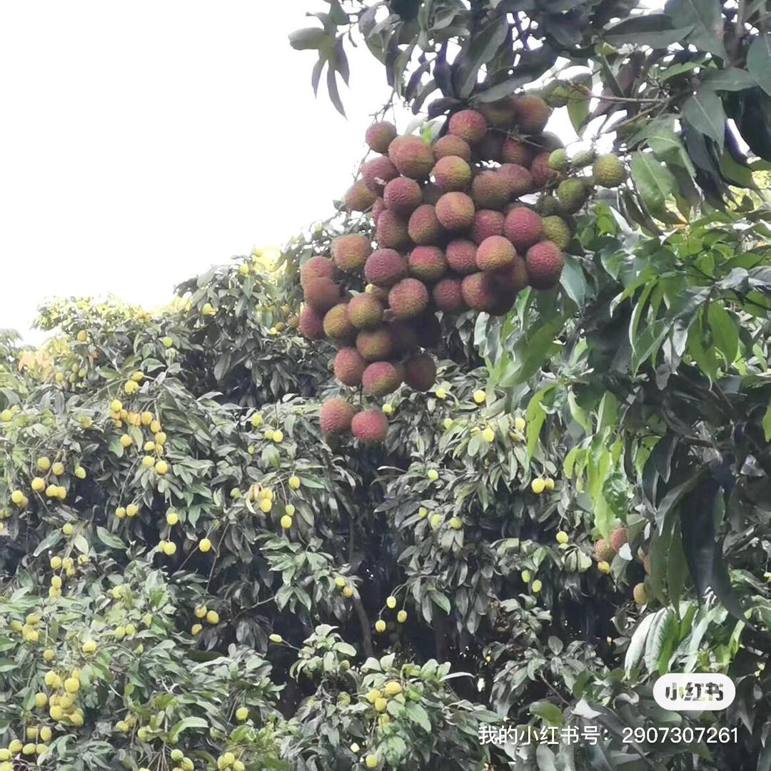 天天果园荔枝
