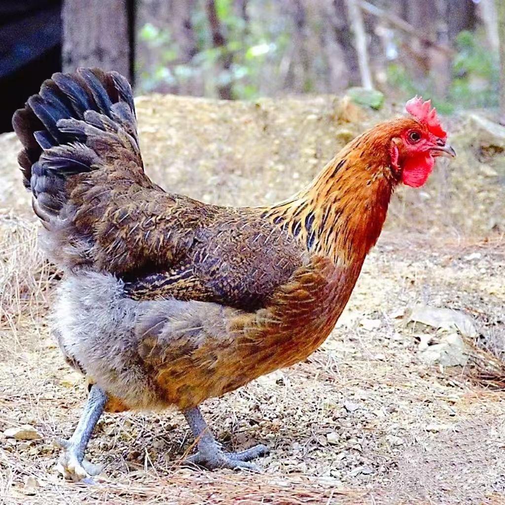 太湖特色农产品