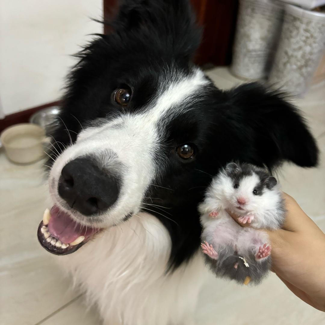 小熊帽子2（出鼠/粮/辅食）