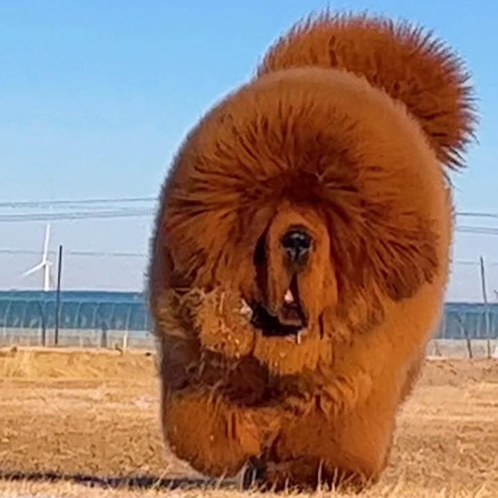 藏獒养殖基地《河北张家口》