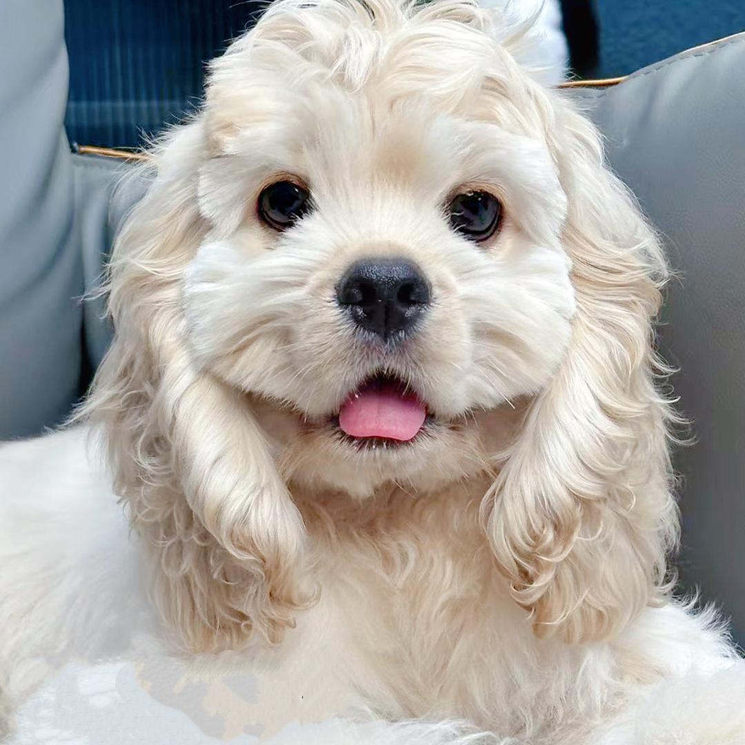 江苏泰州 （毛总说宠)