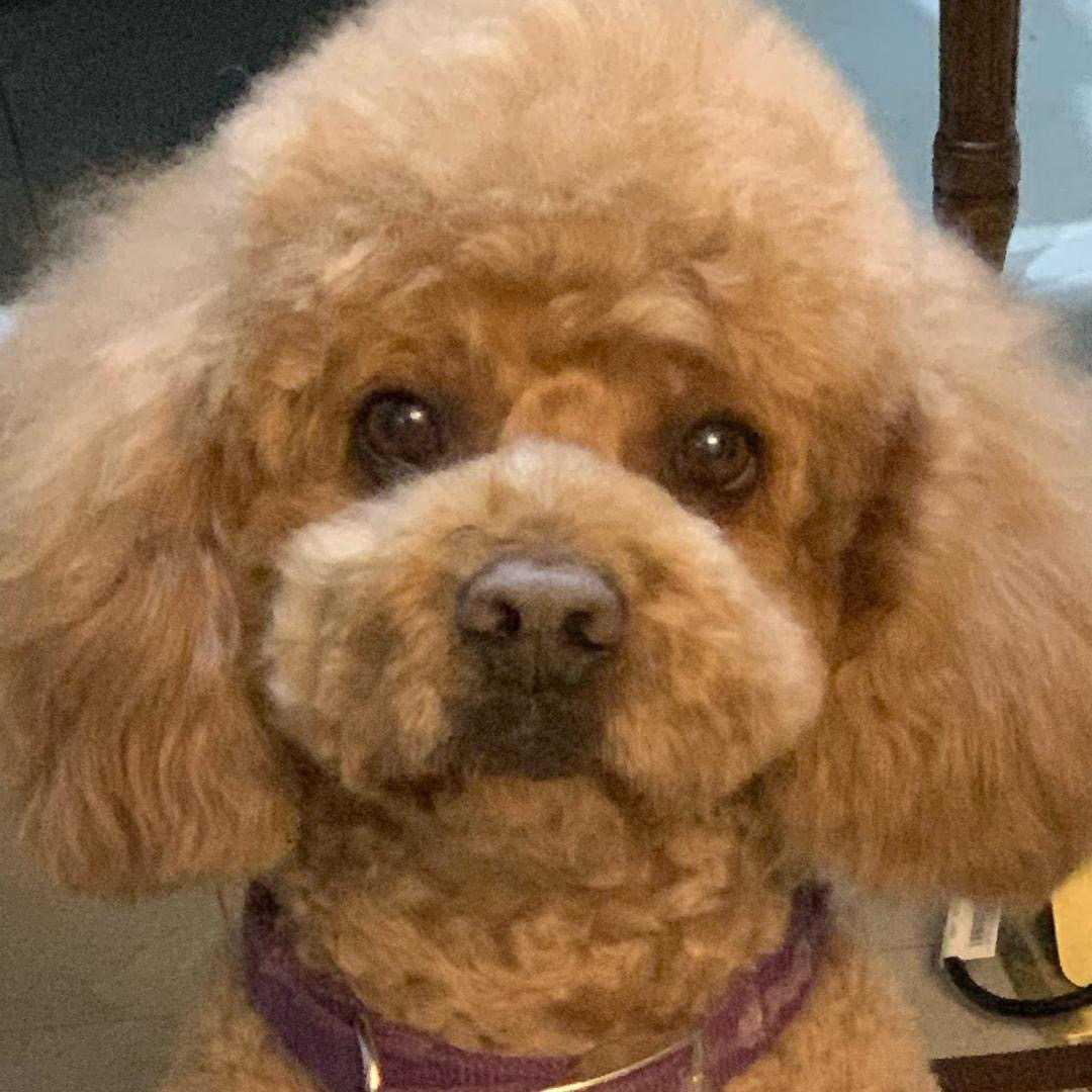蛋蛋妈妈🐶