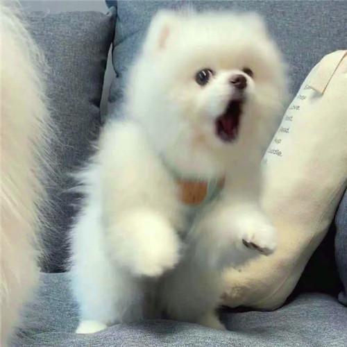 快乐小狗( ´▽｀)