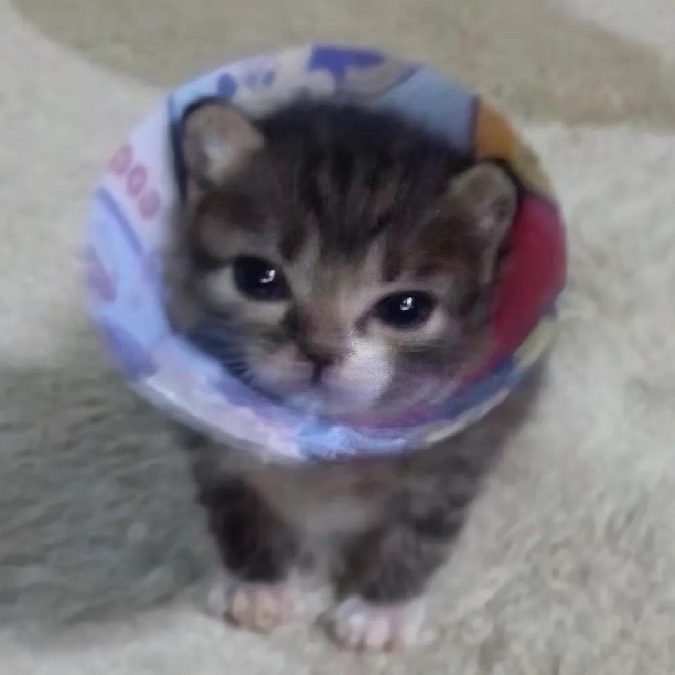 单人小俩土