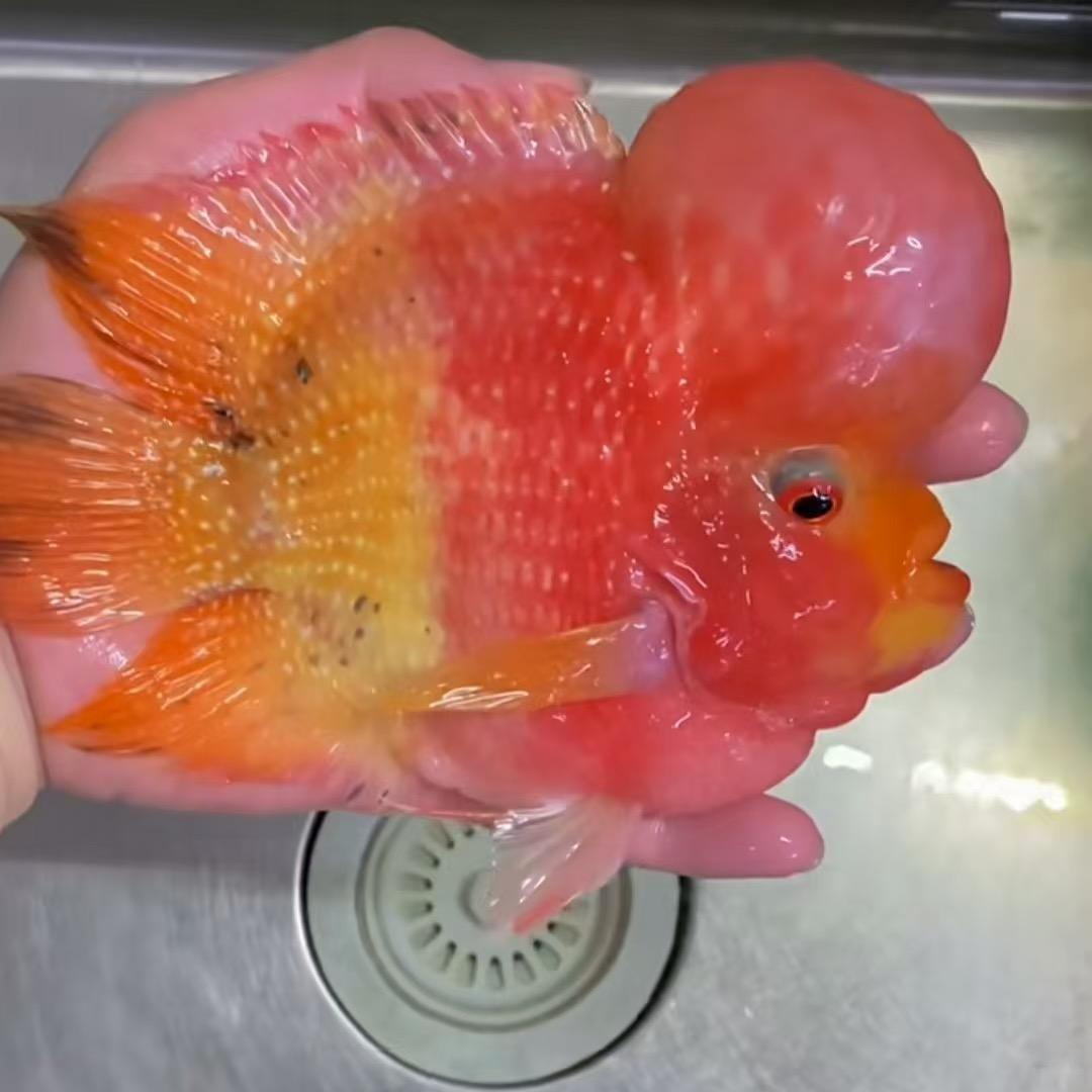 aaa广州明诚渔场养殖批发