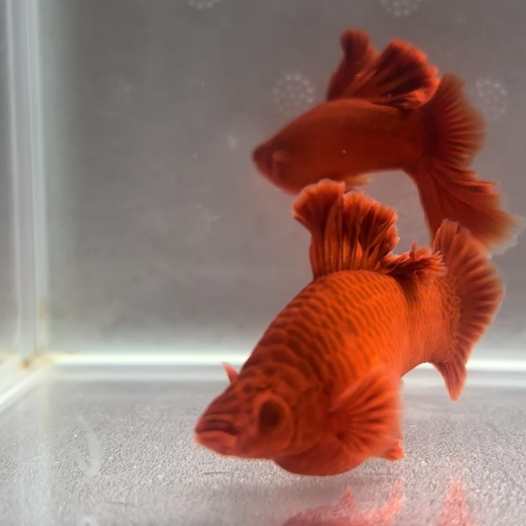 AU祥龙高鳍红剑