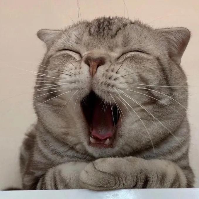 调皮猫宠物用品