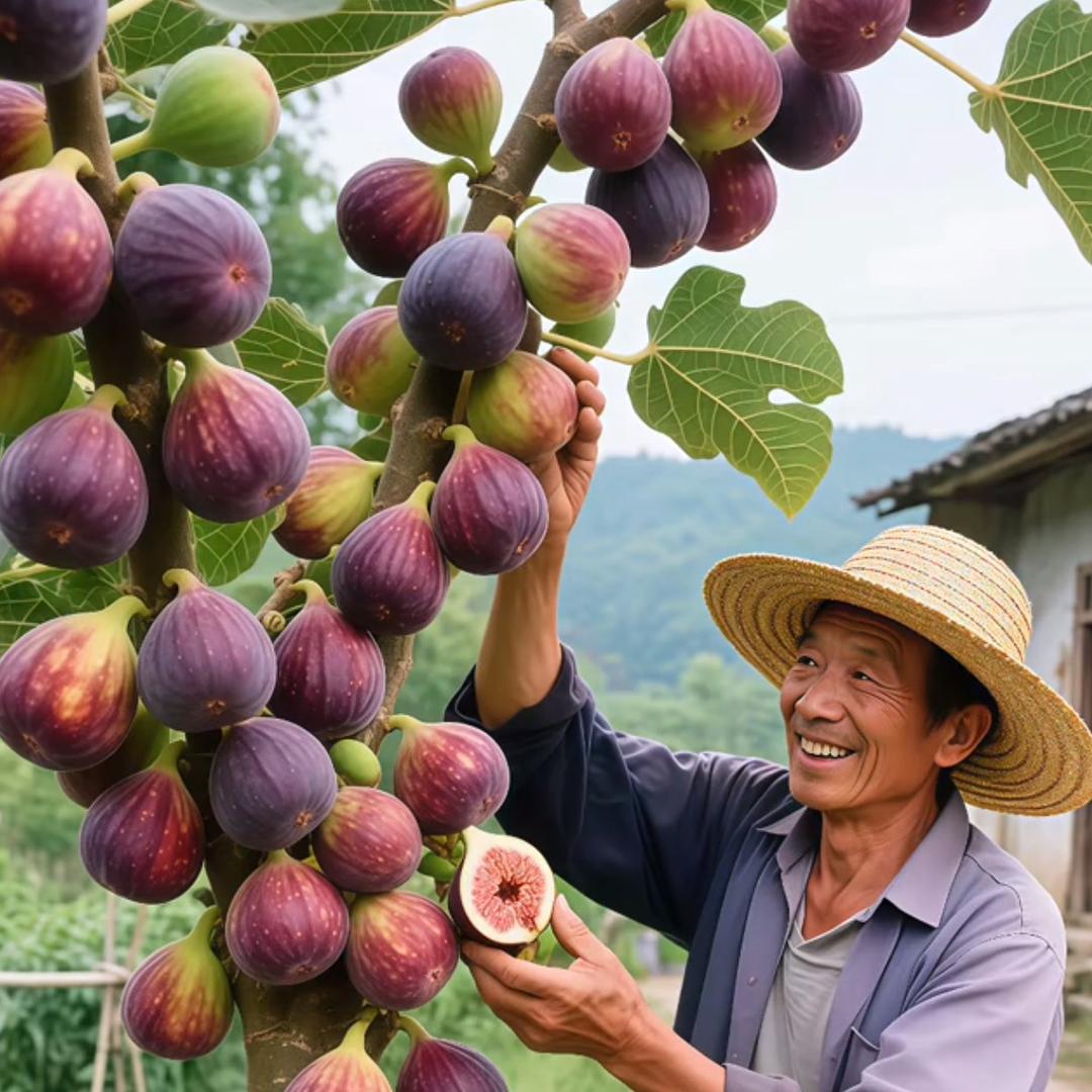平邑嘉格果树苗木专营店果树