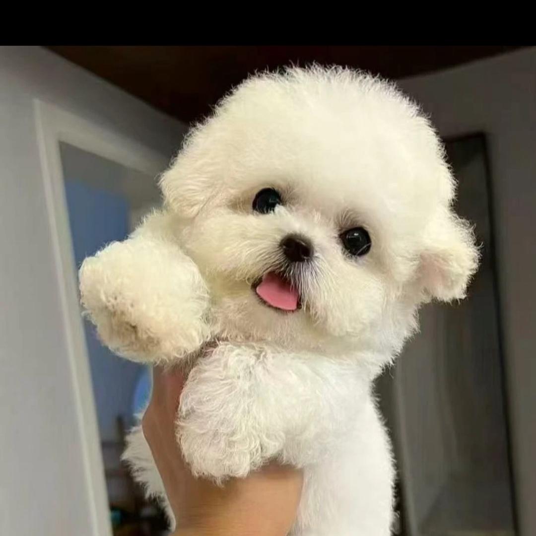 喜欢狗狗🐶