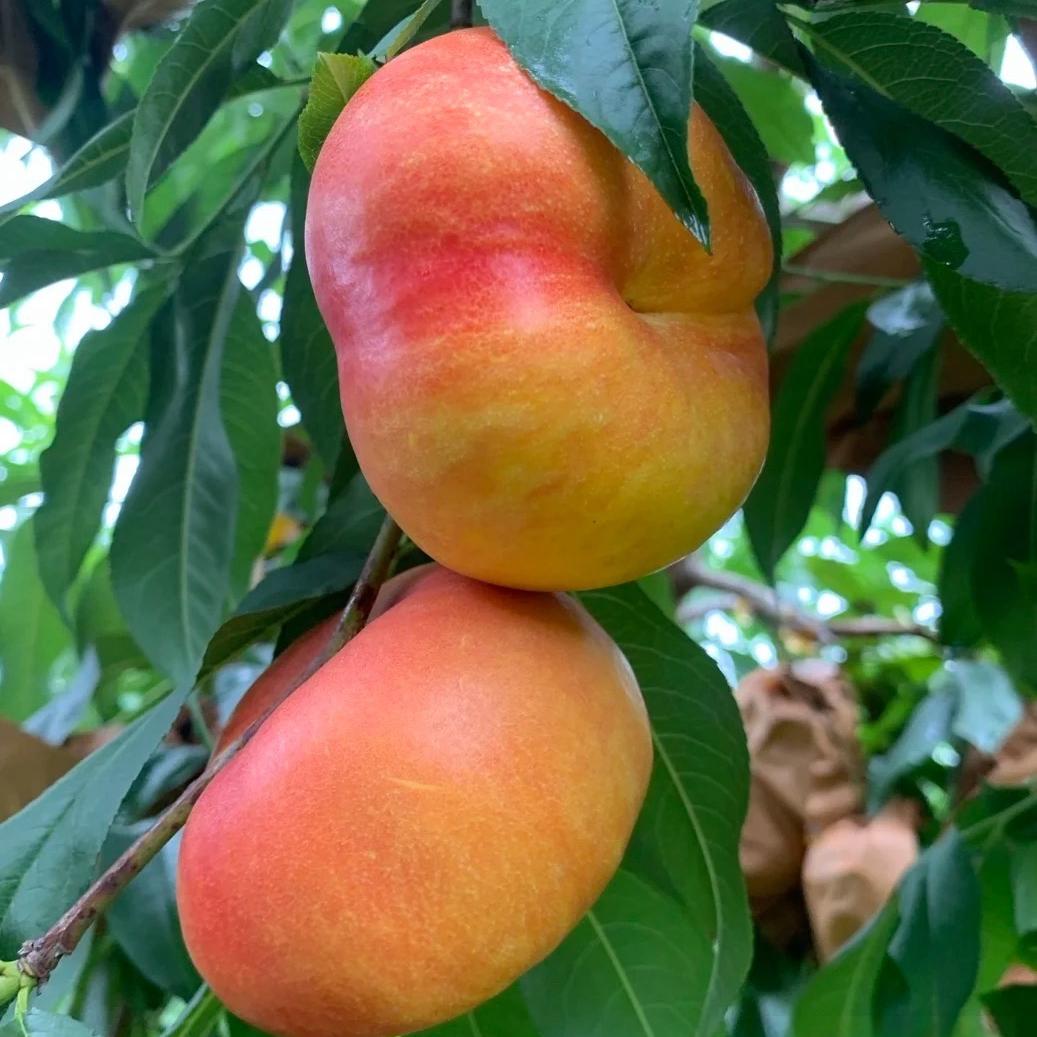 迪优生鲜