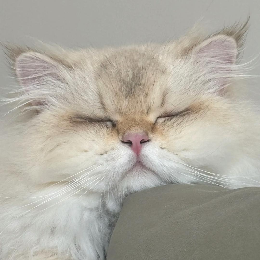 🐱是陈甸甸