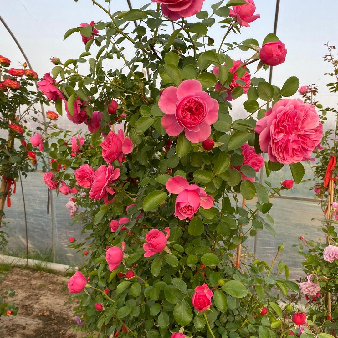 芹艺花卉