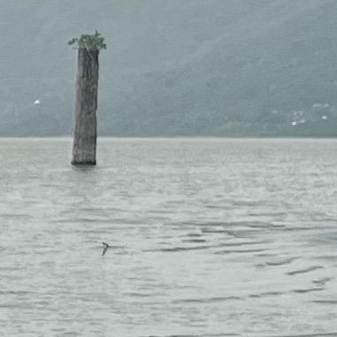 非洲火鸡🔥🐔